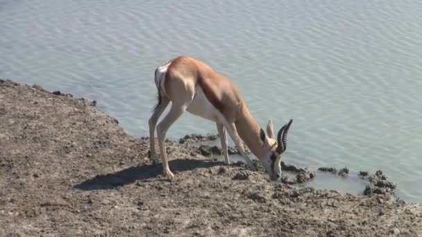 エトシャ国立公園のウォーターホールで飲むスプリングボック アンテロープ ナミビア アフリカ — ストック動画