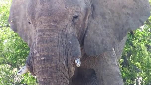 Słoń Zbliżenie Głowy Parku Narodowym Etosha Namibia Afryka — Wideo stockowe