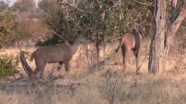 Moremi Game Reserve, Okavango Delta, Botsvana Bush Savanna ile Yürüyüş İki Kadın Kudu İnek