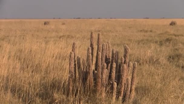 Planta Hoodia Seca Amarela Savana Dourada Seca Parque Nacional Makgadikgadi — Vídeo de Stock