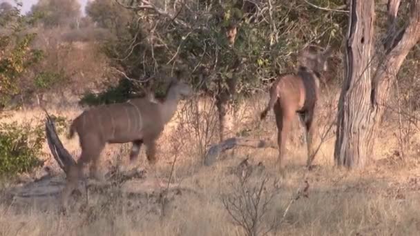 Två Kvinnliga Kudu Kor Går Genom Bushen Savanna Moremi Game — Stockvideo