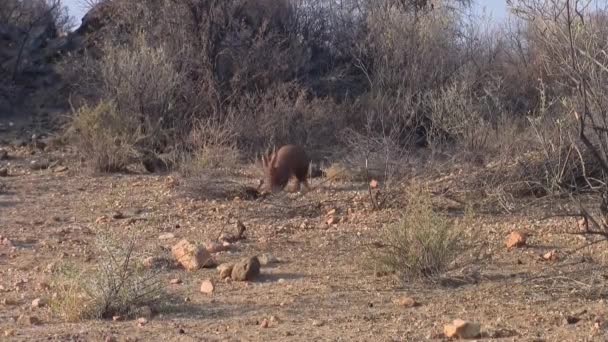 Erdferkel Oder Ameisenfresser Graben Und Gehen Trockener Kalahari Savanne Namibia — Stockvideo