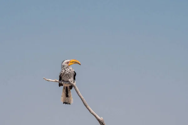 Zuidelijke gele-billed neushoornvogel vogel — Stockfoto