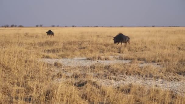 Два Wildebeest Walking Dry Golden Savanna Makgadikgadi Pan National Park — стоковое видео