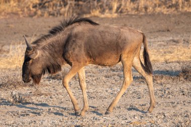 Tek Antilop Makgadikgadi Pan 'ında Yürüyor