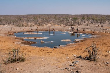 Halali Waterhole ile Impalas, Kudus ve Zebra, Etosha Np, Namib