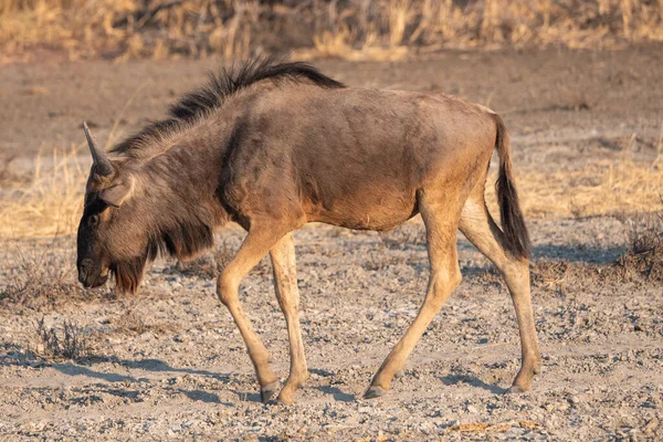 Egyedülálló gnú sétál Makgadikgadi Pan — Stock Fotó