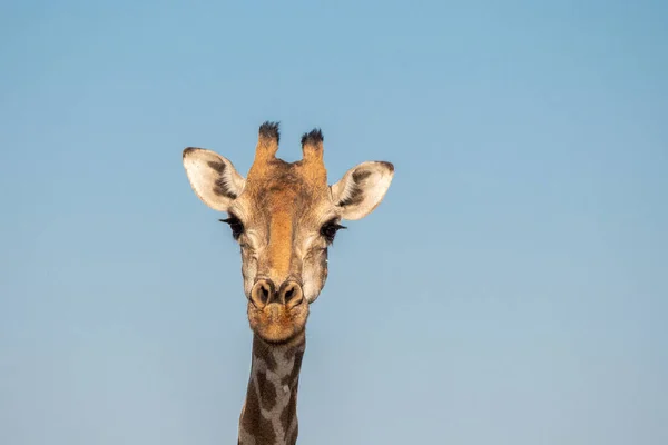 Cabeza Jirafa Primer Plano Contra Blue Sky Parque Nacional Etosha — Foto de Stock