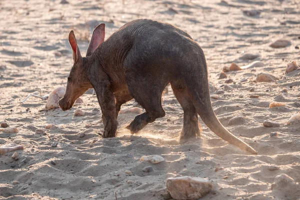 Aardvark che cammina lontano da dietro — Foto Stock