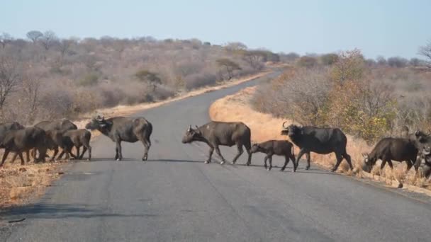Gran Manada Cabo Búfalo Cruzando Carretera Botswana Rural África — Vídeo de stock