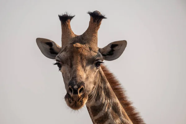 Cabeza de cerca de una jirafa, aislada — Foto de Stock