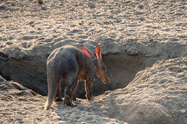 纳米比亚卡拉哈里沙漠的Aardvark Anteater — 图库照片