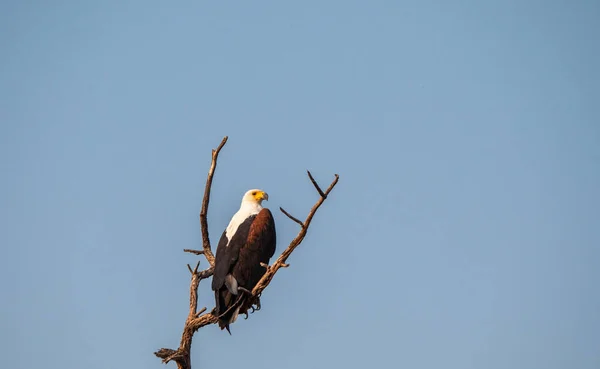 Aquila pescatrice africana seduta su un ramo — Foto Stock