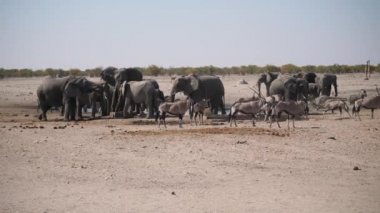 Etosha Ulusal Parkı, Namibya, Afrika 'daki bir su birikintisinde fil sürüsü.