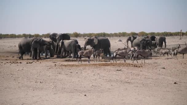 Stado Słoni Przy Wodopoju Suchej Równinie Parku Narodowego Etosha Namibia — Wideo stockowe