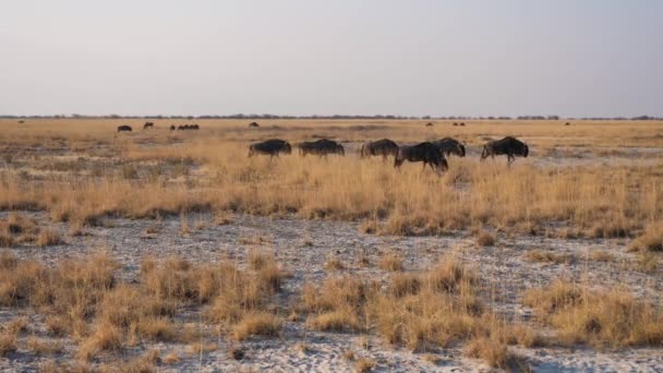 Herd Wildebeest Περπάτημα Στο Αλάτι Makgadikgadi Pans Savanna Ξηρό Χρυσό — Αρχείο Βίντεο