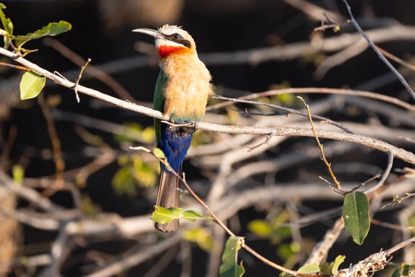 Mangeur d'abeille africaine Oiseau assis sur la branche — Photo
