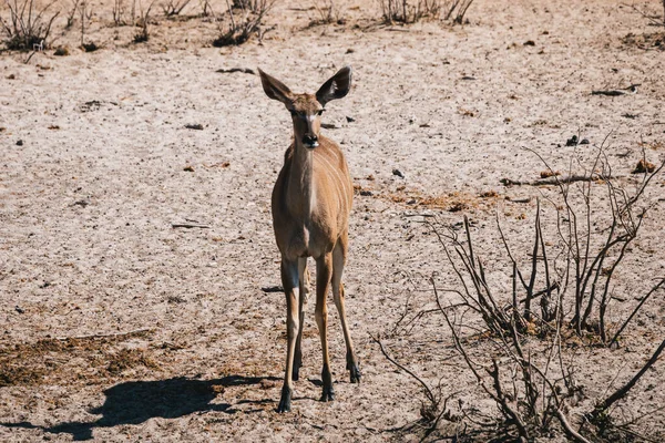 Femmina Maggiore Kudu Piedi Secco Etosha Pan National Park Olifantsrus — Foto Stock