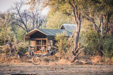 Maun, Botswana, Afrika yakınlarındaki Okavango Deltasında Çadırda Lüks Safari Çadırı