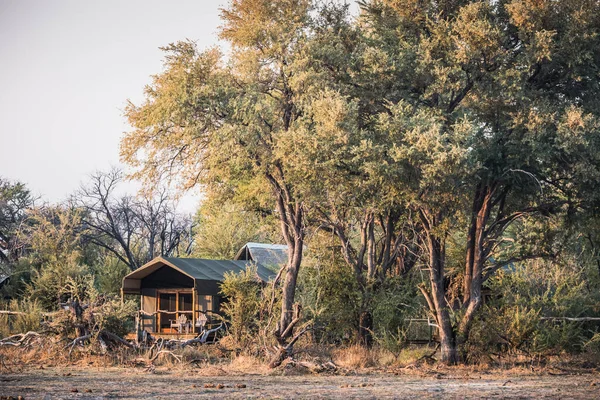 Maun, Botswana, Afrika 'daki Okavango Deltasında Büyük Ağaçlar Altında Lüks Safari Çadır