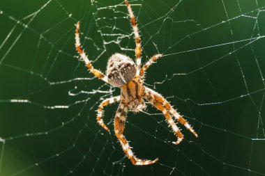 European garden spider, diadem spider, orangie, cross spider or crowned orb weaver in its web close up against Green Background clipart