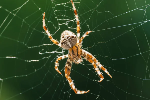 European garden spider, diadem spider, orangie, cross spider or crowned orb weaver in its web close up against Green Background