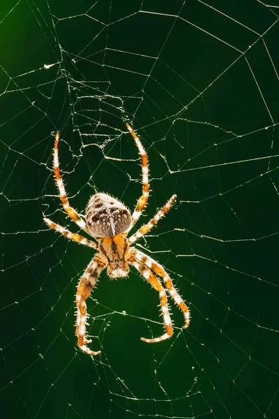 European garden spider, diadem spider, orangie, cross spider or crowned orb weaver in its web close up against Green Background