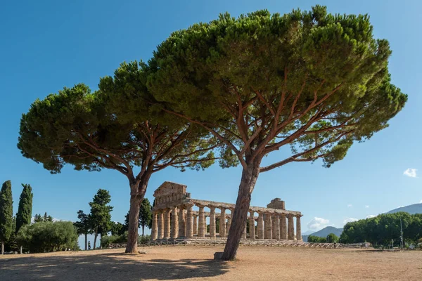 Ancient Greek Temple Athena Ceres Paestum Italy Doric Columns Olve — Stock Photo, Image