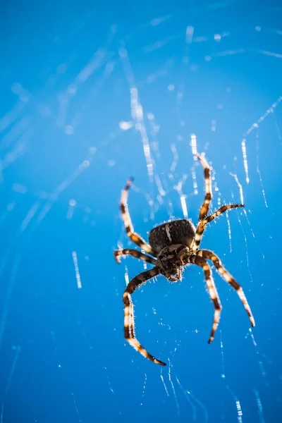 Scary, Creepy Spider in its Web in the Glaring Sun, Cross Spider or European Garden Spider against Blue Sky, a Concept for Danger, Fear and Arachnophobia