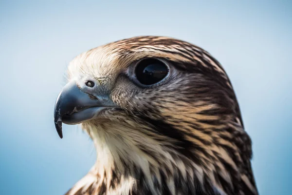 Common Buzzard Head Close Portrait Head Adulto Intermediário Espécie Buteo — Fotografia de Stock