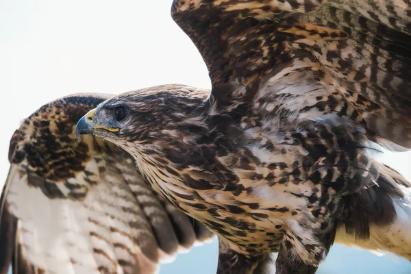 Mellanbruna Common Buzzard Spridning Wings Kallas Buteo Buteo Latin — Stockfoto