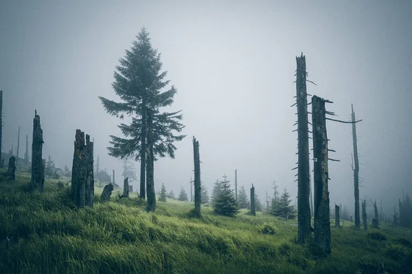 Schöne Aussicht Auf Wald Den Bergen — Stockfoto