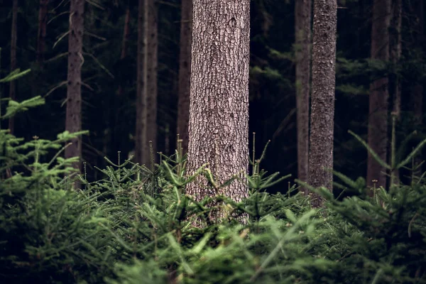 自然の風景の中で美しい森 — ストック写真