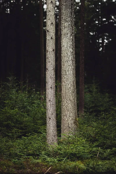 Krásný Les Přírodním Pozadí — Stock fotografie