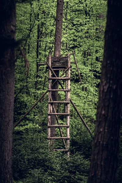 Belle Forêt Échelle Bois — Photo