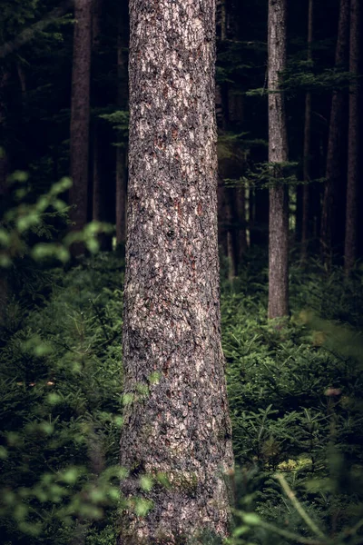 Belle Forêt Sur Fond Paysage Nature — Photo