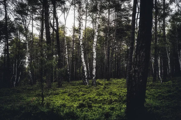 Belle Forêt Sur Fond Paysage Nature — Photo