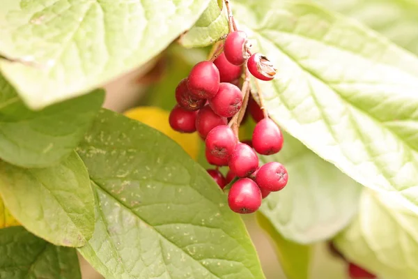 Sonbaharda küçük hayvanlar için besin
