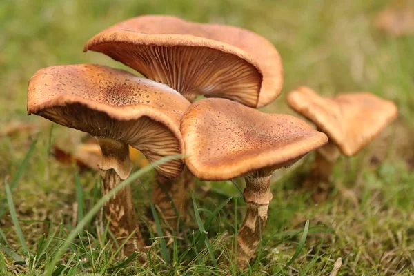 Aile sonbaharda mantar