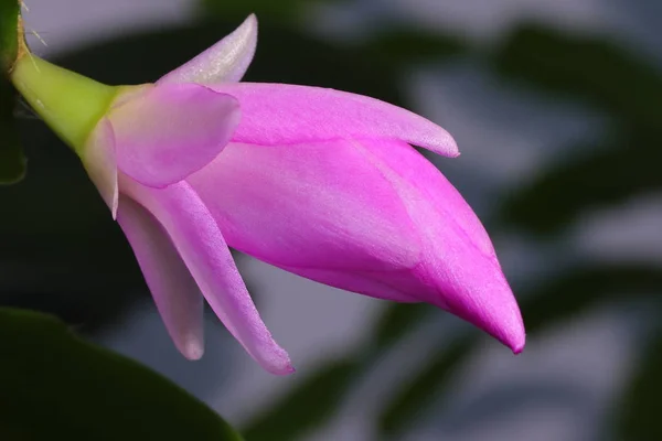 Zigokaktus kaktüsler popüler ailesine ifade eder.