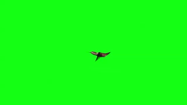 Kolibřík létají zpomaleně na zelené obrazovce