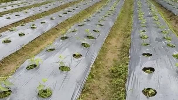 Cucumber plant in countryside farm of thailand — Stock Footage Cucumber Plant Countryside Farm Thailand Royalty Free Stock Footage