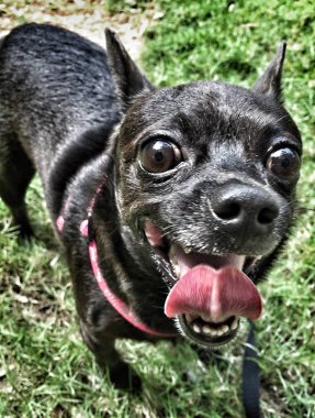 Siyah renkli Chihuahua köpeği.