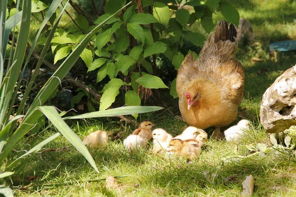 화창한 잔디밭에서 병아리와 — 스톡 사진