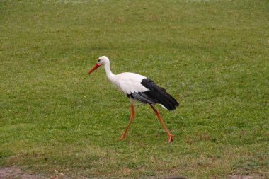 Leylek yeşil çimüzerinde yürüyüş