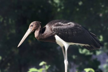 Siyah Leylek ağaçların arka planda güneşin altında güneşlenmek