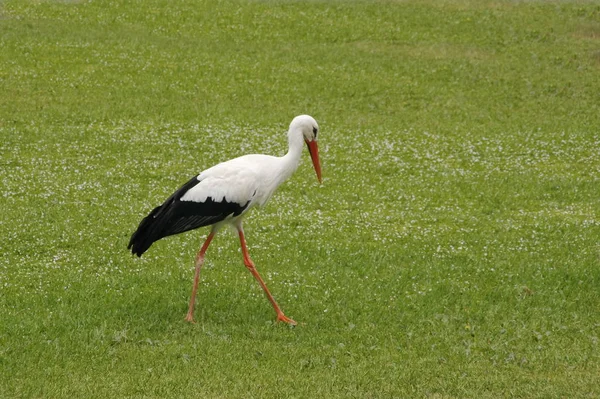 Stork Walking Green Grass — Stock Photo, Image