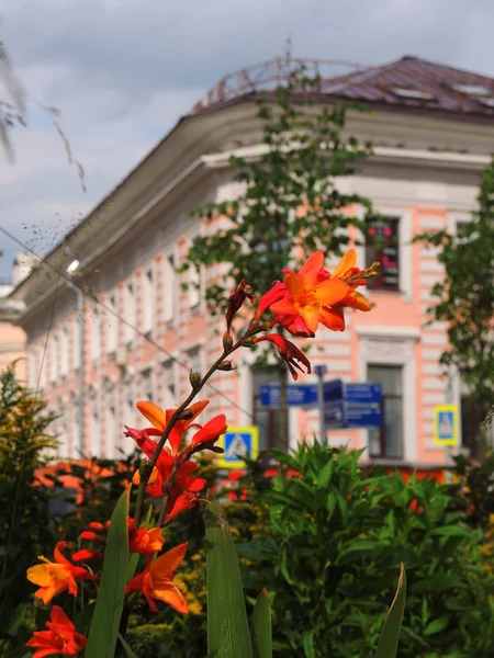 Fleurs Contre Maison Ville — Photo