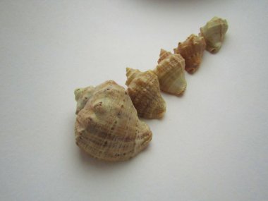 Deniz kabuğu toplama. Kabukları sahilde toplanan. Yaz anıları.