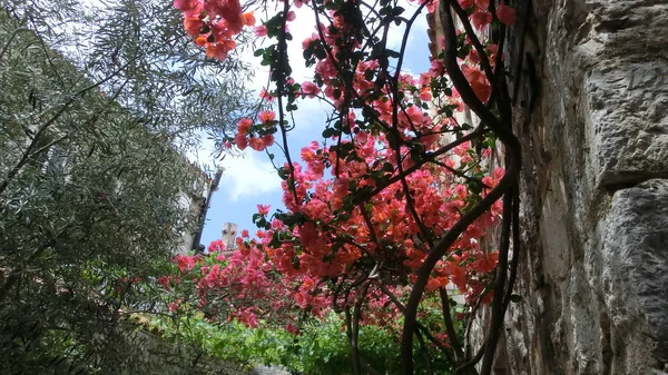 Karadağ'ın eski şehir arka plan üzerinde parlak pembe bush. Yaz, Güneş, dinlenme.